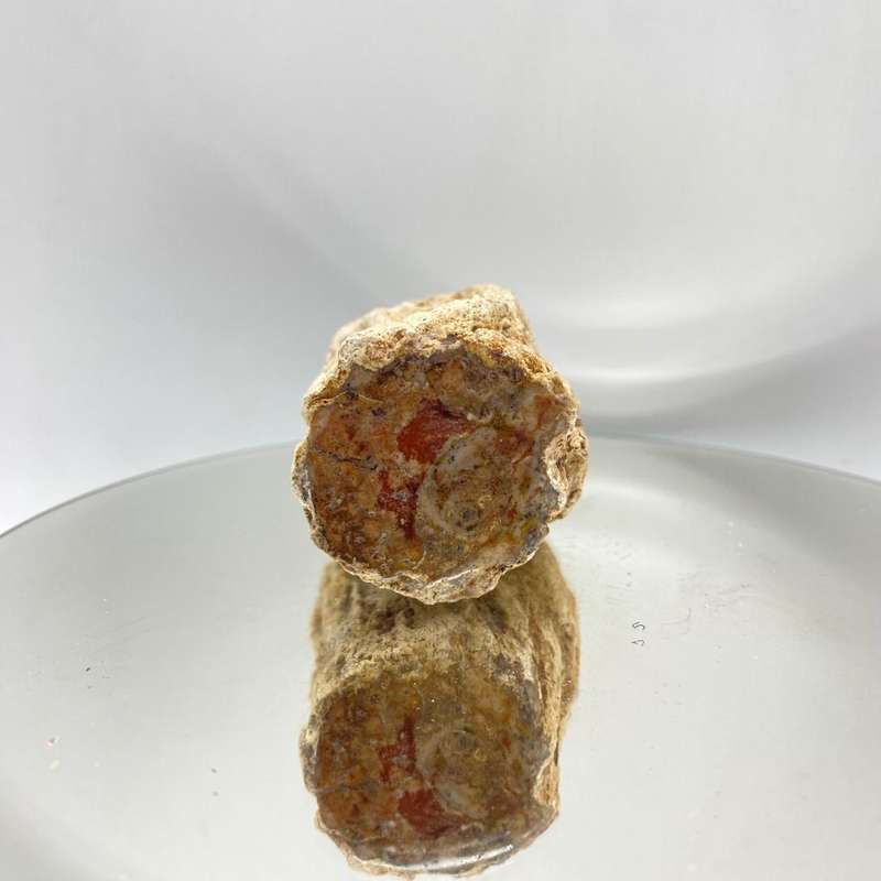 Petrified Wood