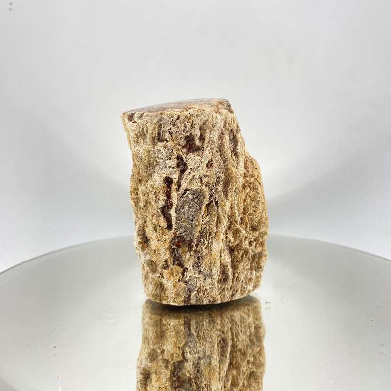 Petrified Wood