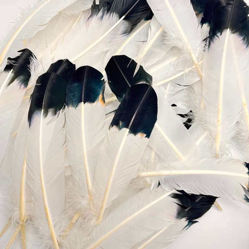 Smudging Feather