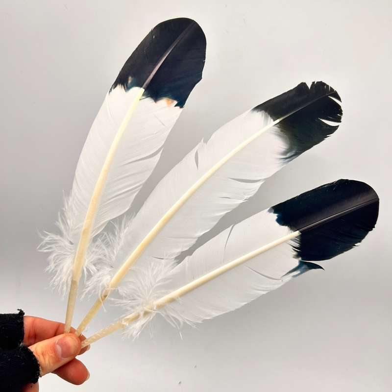 Smudging Feather