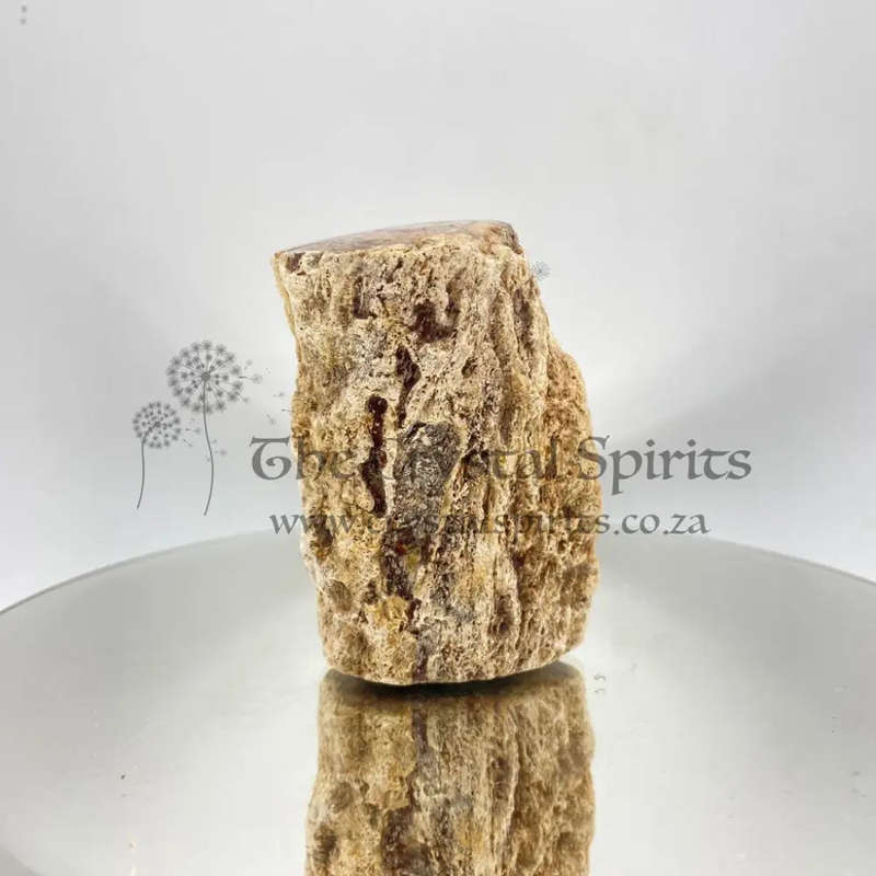 Petrified Wood