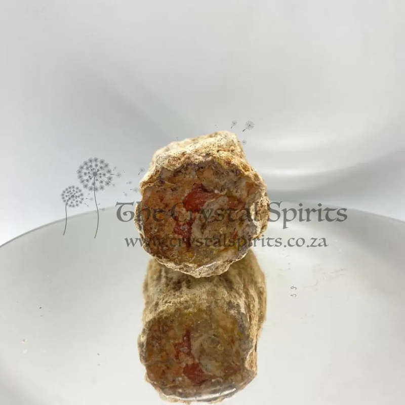 Petrified Wood