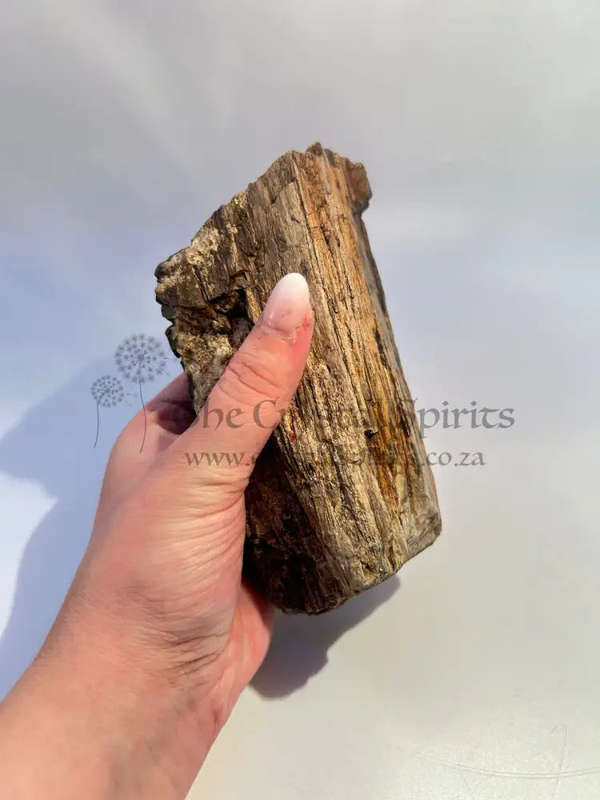Petrified Wood