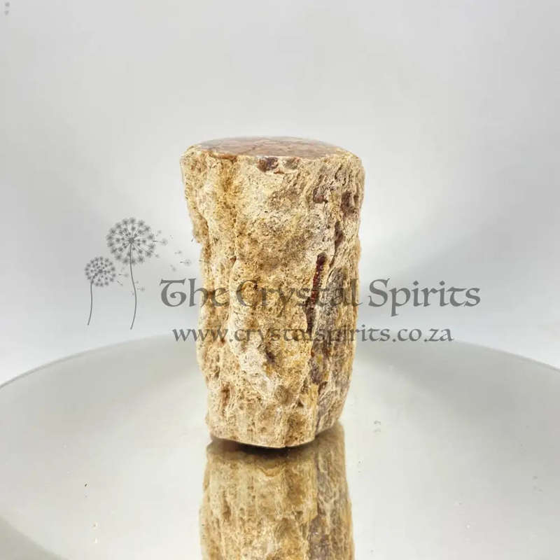 Petrified Wood