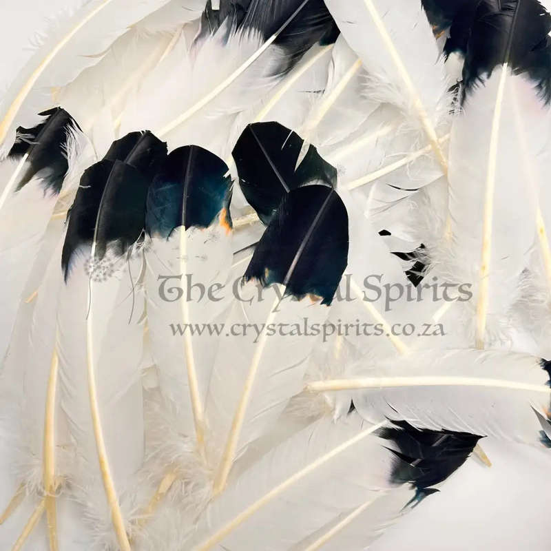 Smudging Feather