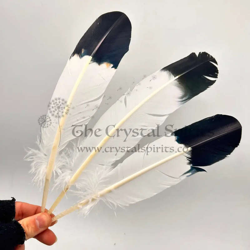 Smudging Feather