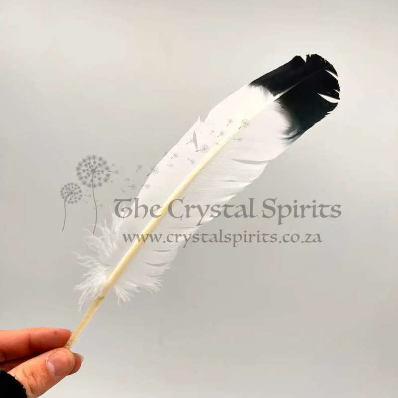Smudging Feather