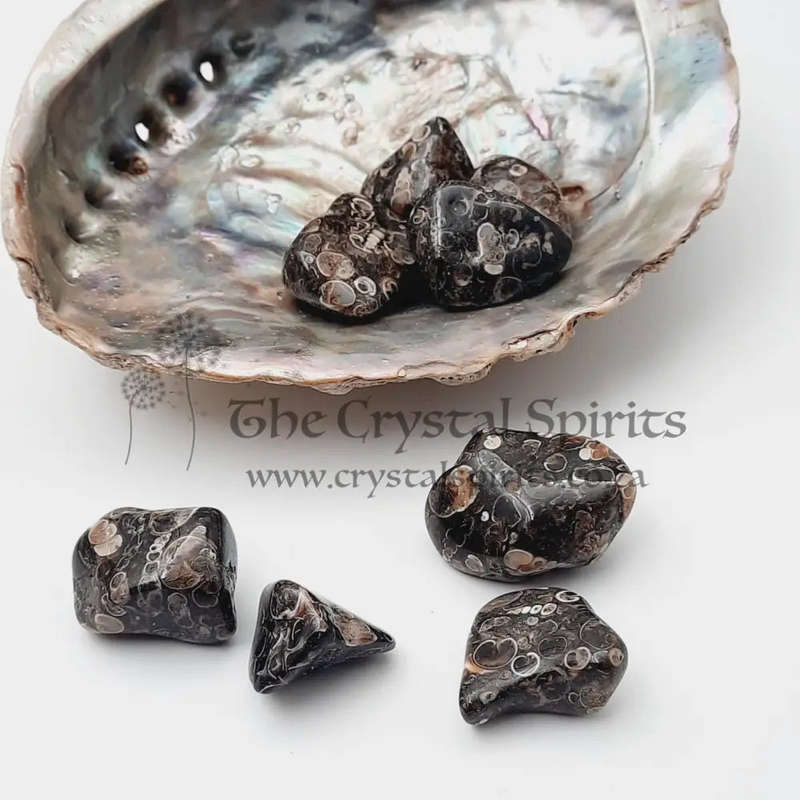 Tumbled Turritella Agate
