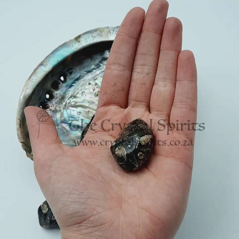 Tumbled Turritella Agate