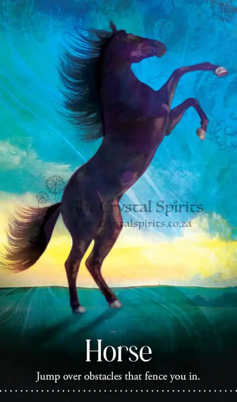 Wild Dreams Animal Oracle by Kelly Sullivan Walden