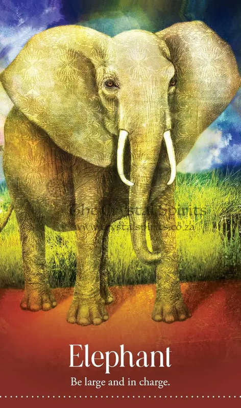 Wild Dreams Animal Oracle by Kelly Sullivan Walden