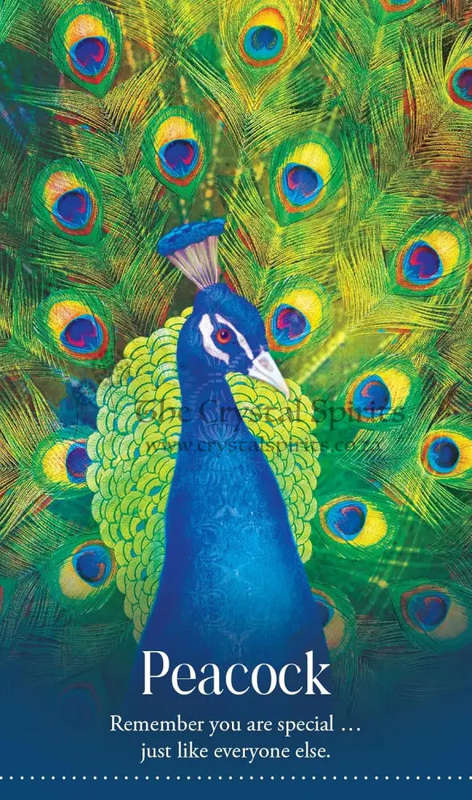 Wild Dreams Animal Oracle by Kelly Sullivan Walden