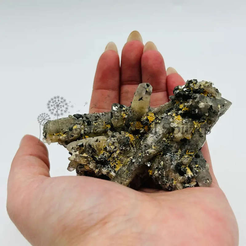 Witches Finger Cluster