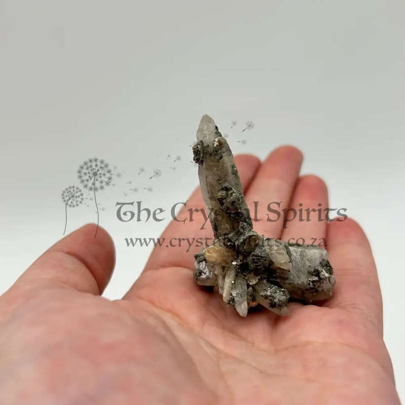 Witches Finger -Zambia