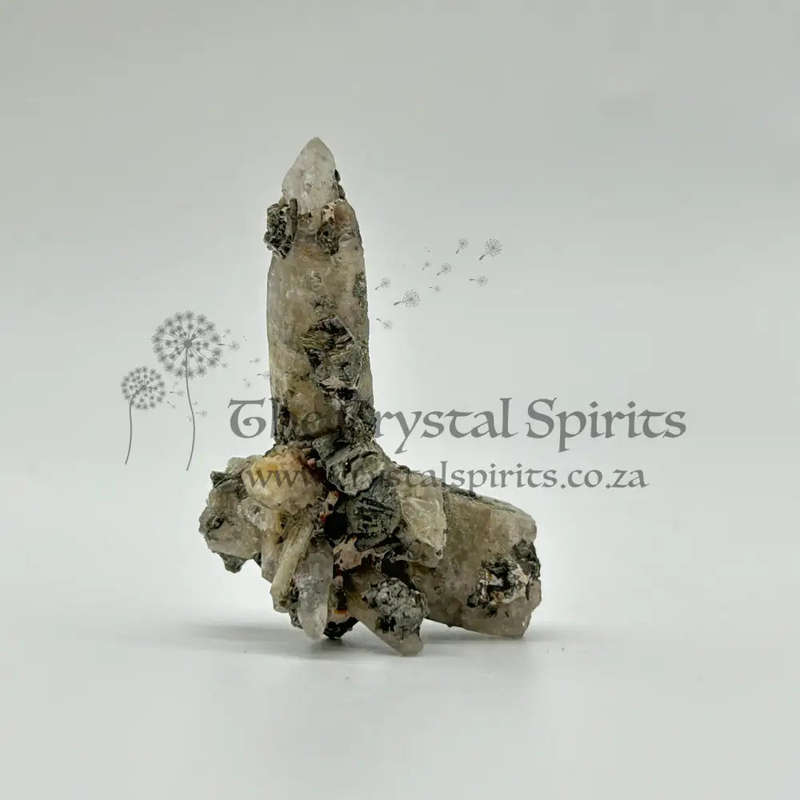 Witches Finger -Zambia
