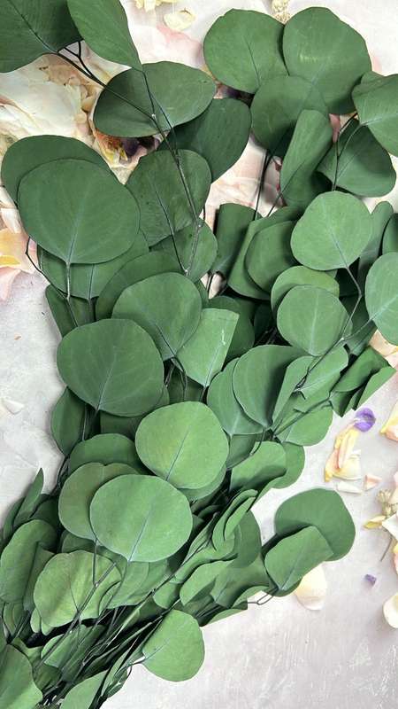 Preserved Apple Leaves