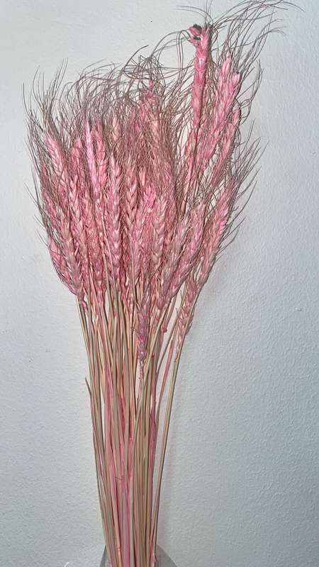 Dry Wheat Pink F