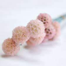 Dry Pine Worm Fruit Pink