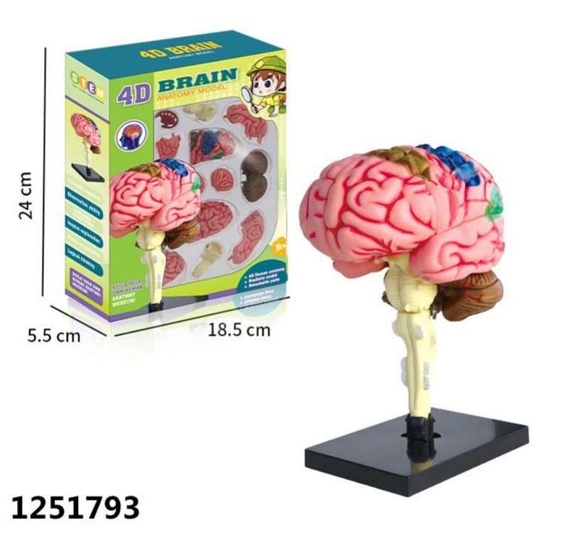 Educational Toy Brain