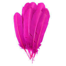 Pink Feathers
