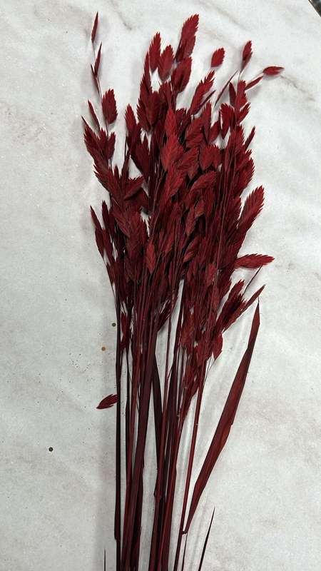 Preserved Flower Kruidjie roer my nie