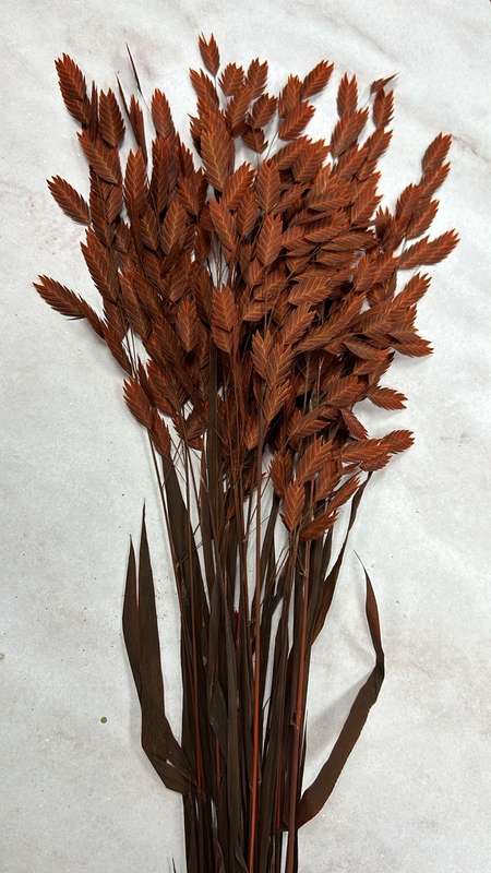 Preserved Flower Kruidjie roer my nie