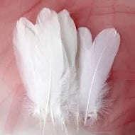 White Feathers