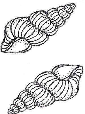DH16 Hard Plastic Chocolate Mould 3D Spiral Shell 14x6x3.5cm,