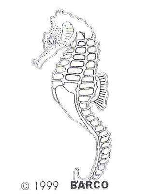 GG21 Hard Plastic Chocolate Mould Seahorse