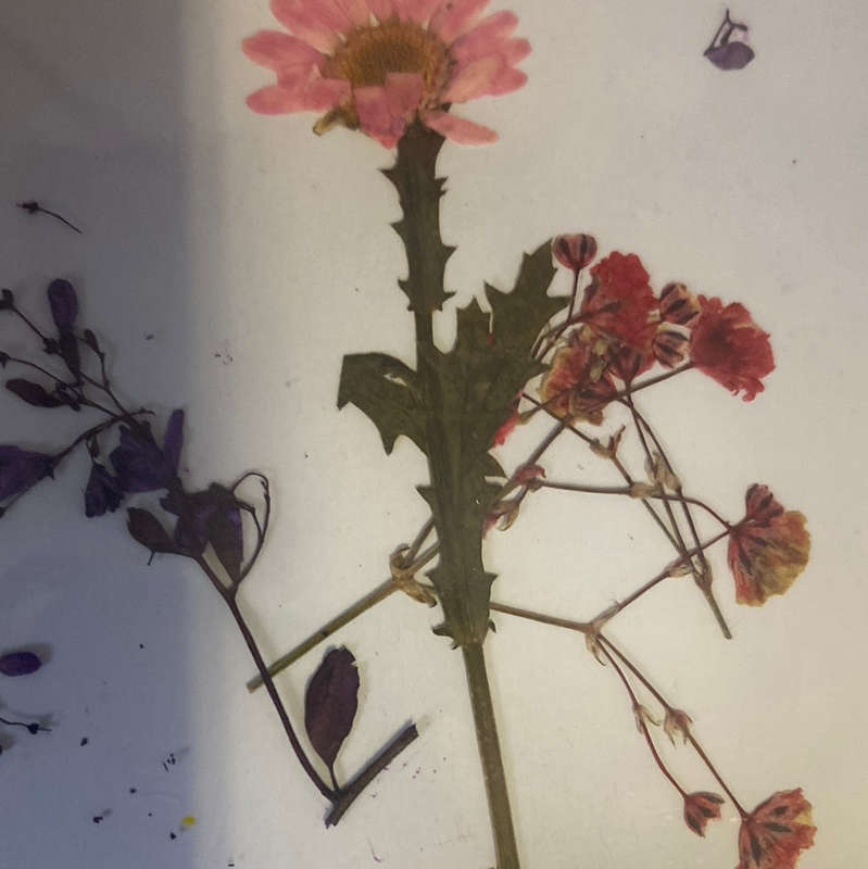 O Resin Art Dry Flowers