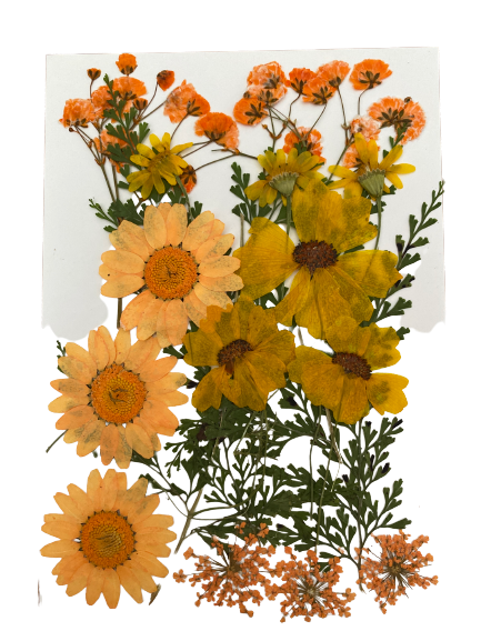 F Resin Art Dry Flowers Orange Daisy