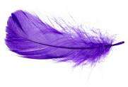 Purple Feathers