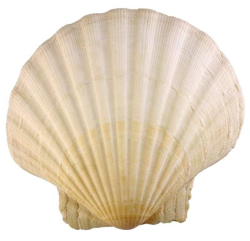 Real Shell cake topper for Hawaii party, 11x10cm, single shell
