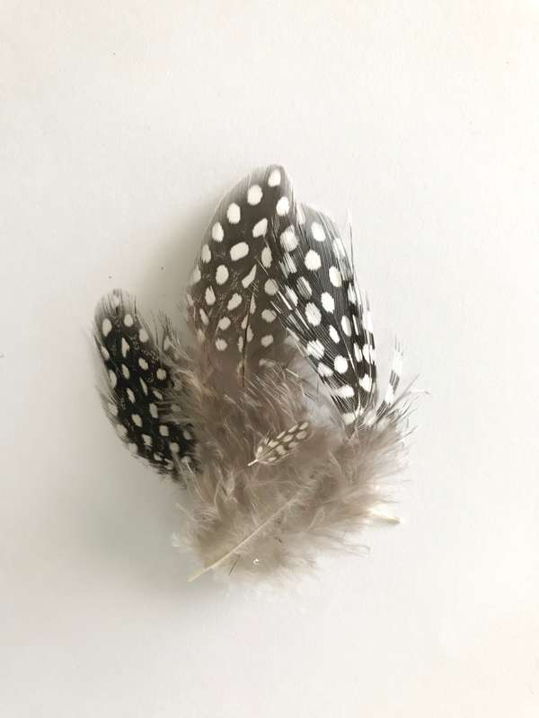 Feathers - Guinea Fowl Feathers - Assorted colours