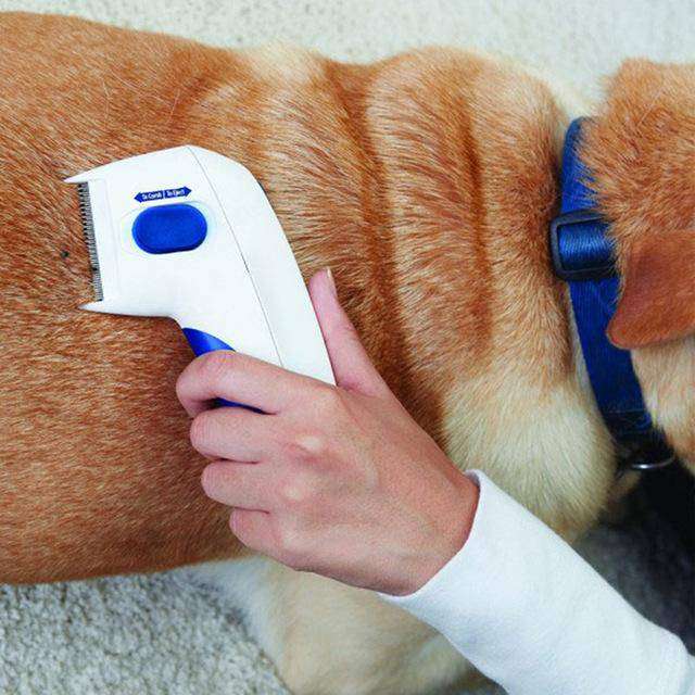 Flea Doctor for Dogs and Cats