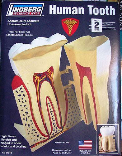 HUMAN TOOTH