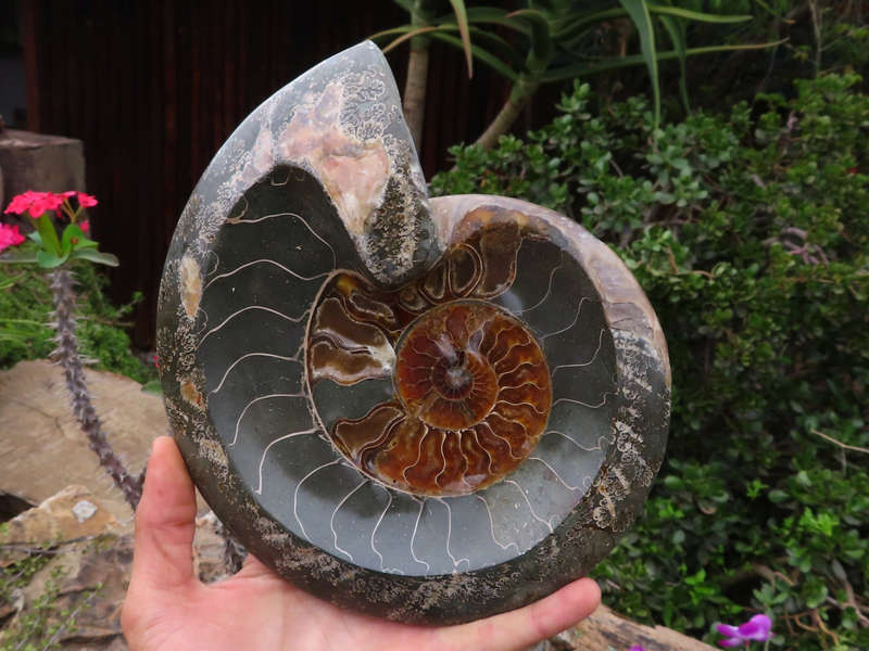 Polished Large Ammonite Fossil Ashtray x 1 from Madagascar