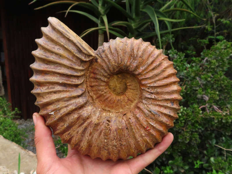 Natural Large Ammonite Fossil x 1 from Madagascar