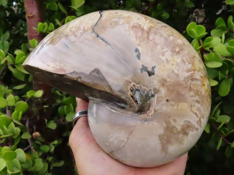 Polished Rare Minor Opalized Nautilus Ammonite Fossil x 1 from Maintero, Madagascar