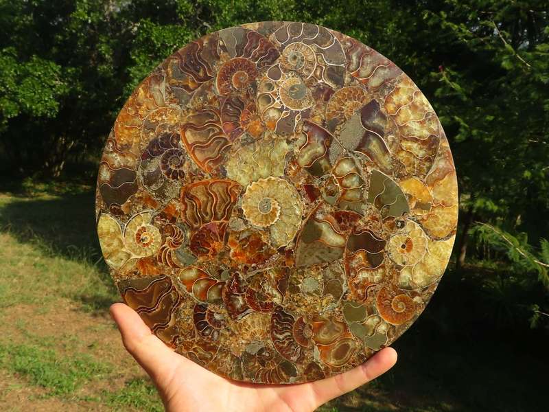 Polished Ammonite Conglomerate Plaque x 1  from Madagascar