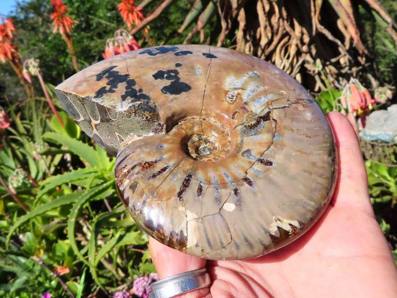 Polished Opalized Ammonite Fossil x 1 from Madagascar