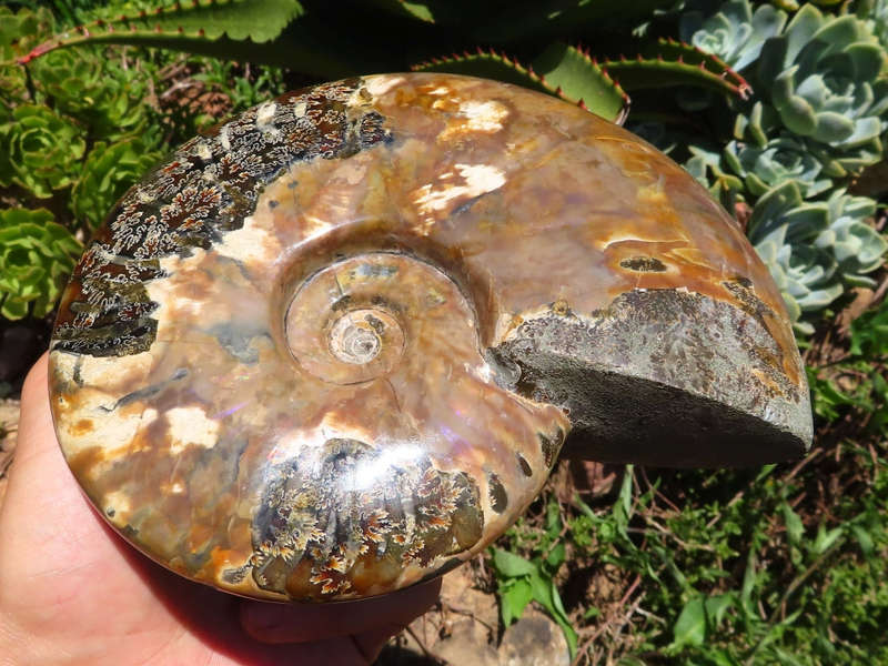 Polished Large Ammollite Opalized Ammonite Fossil x 1 from Tulear, Madagascar