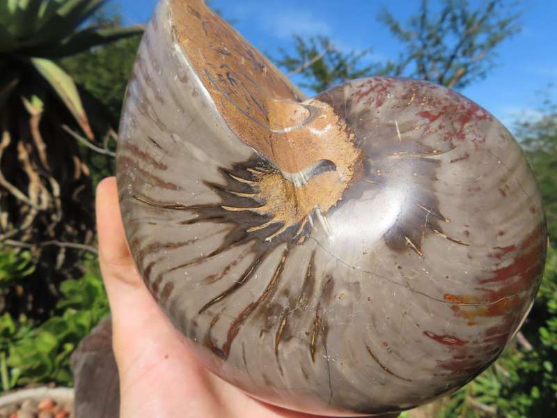 Polished X Rare Perfect Nautilus Fossil Specimen (Jurassic Period) x 1 from Mainterano, Madagascar