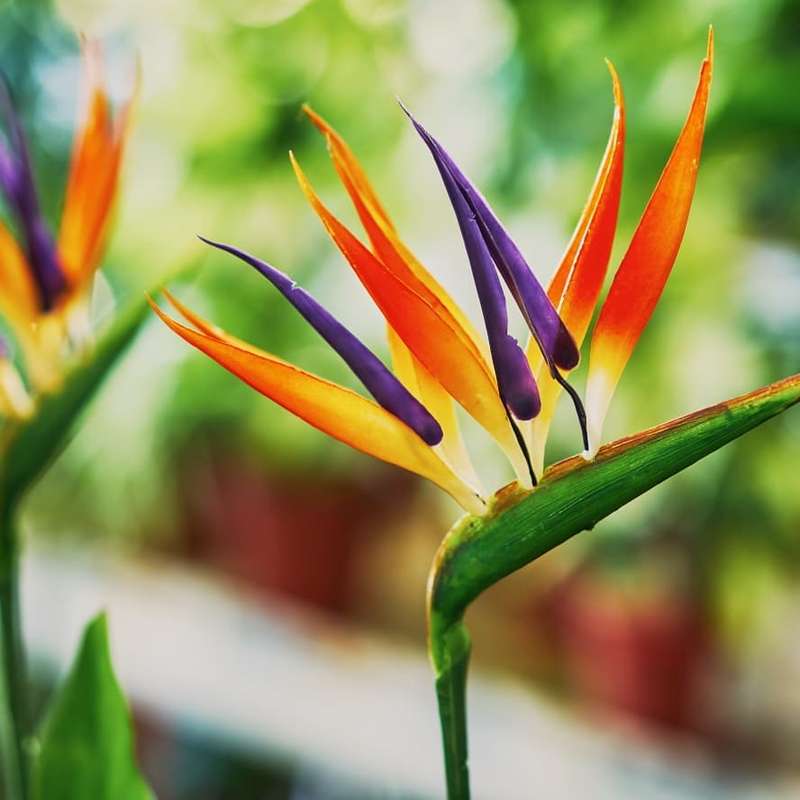 Sterling Silver Strelitzia necklace
