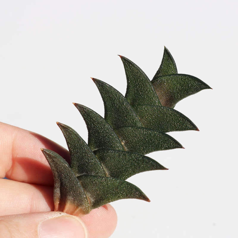 Image result for haworthia viscosa