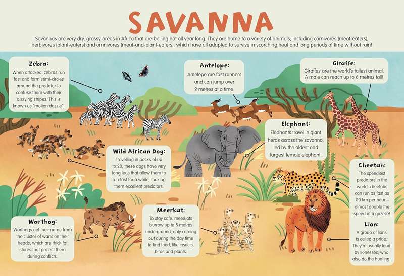 Table Mat Pack: Wild Animals