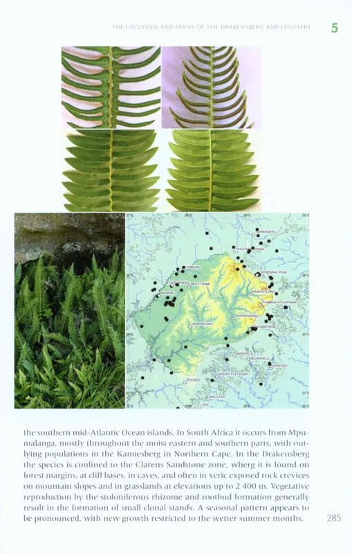 The Lycopods and Ferns of the Drakensberg and Lesotho