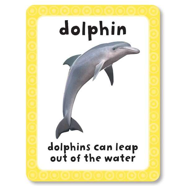 27 Double Sided Flashcards Box Set