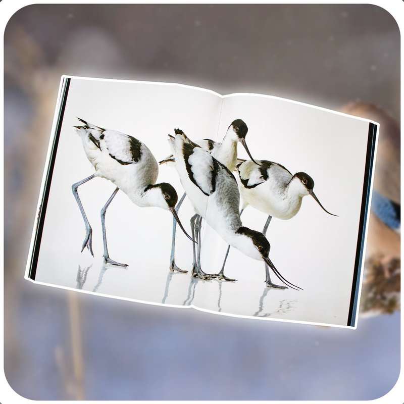Birds
