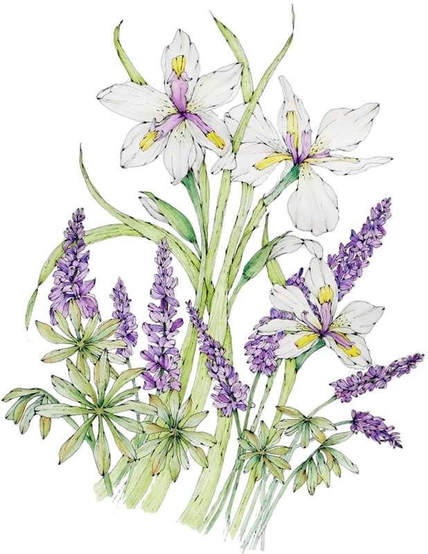Cape Iris Postcard Pack